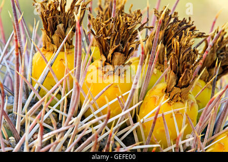 Botanique, fruit de la boussole (Cactus Ferocactus cylindraceus baril), orgue Pipe National Monument, Arizona, USA, Banque D'Images