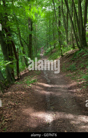 Sentier de randonnée "Traumpfade', Elzbachtal, Eifel Banque D'Images