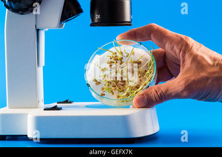 Les graines germées dans une boîte de Pétri sous un microscope Banque D'Images