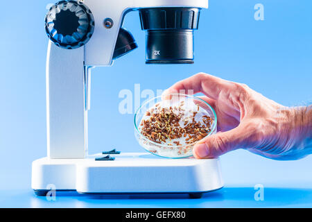 Les graines germées dans une boîte de Pétri sous un microscope Banque D'Images