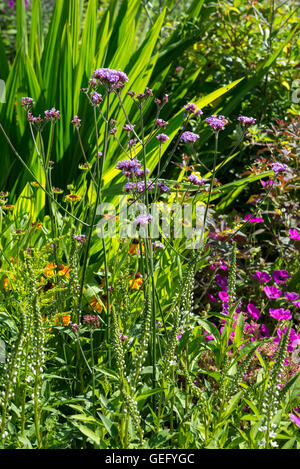 Verbena bonariensis, Lysimachia, hardy Geraniums, Helenium et Crocosmia dans un jardin anglais au milieu de l'été. Banque D'Images