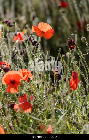 Close up of des coquelicots sauvages dans un champ Gloucestershire Banque D'Images