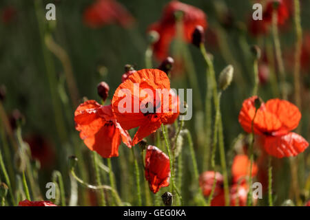 Close up of des coquelicots sauvages dans un champ Gloucestershire Banque D'Images