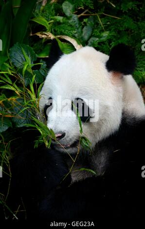 Panda est entourée de feuillage de manger des pousses de bambou Banque D'Images