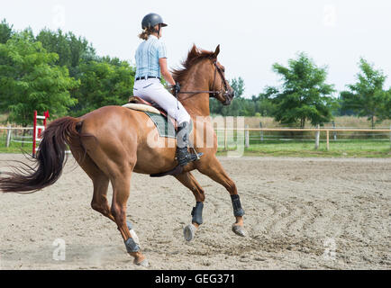 Sports équestres, saut à cheval, équitation, cso Banque D'Images