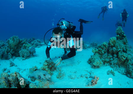 Plongeur mâle avec une pompe à taches blanches (Arothron hispidus), Shark Yolanda Reef, parc national Ras Mohammed, le Sinaï Banque D'Images