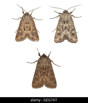 Luperina testacea Flounced - rustique - 73,131 (2353) Banque D'Images