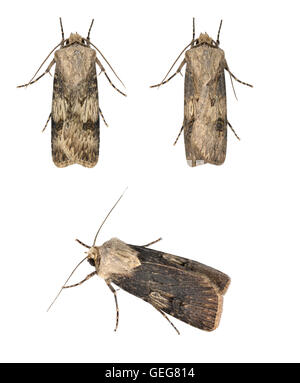 En forme de navette Dart - Agrotis puta - 73,325 (2092) Banque D'Images