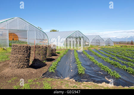 Tunnels cultivant divers légumes et houblon, rangées de pommes de terre. Banque D'Images