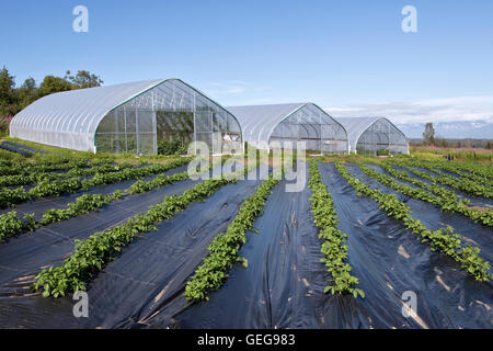 Tunnels cultivant divers légumes et houblon, rangées de pommes de terre au premier plan. Banque D'Images