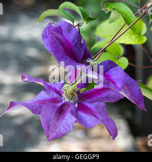 Rayé rouge fleurs violettes de l'alpiniste hardy, Clematis 'Mrs N Thompson' Banque D'Images