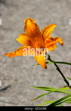 Trompette orange vif jaune fleur de la lis du jour, Lumière du Jour' Hemerocallis 'Burning Banque D'Images