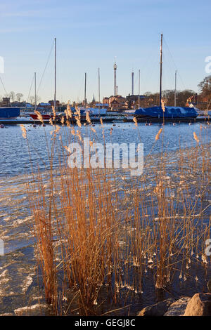 Scène d'hiver avec roseaux entourée de glace et bateaux amarrés au large de l'île de Djurgarden Stockholm Suède Scandinavie Banque D'Images