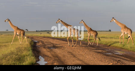 Quatre girafes traversant une route sur la savane dans le Masai Mara, Kenya, Afrique Banque D'Images