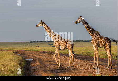 Deux Girafes dans belle lumière chaude sur la savane dans le Masai Mara, Kenya, Afrique Banque D'Images