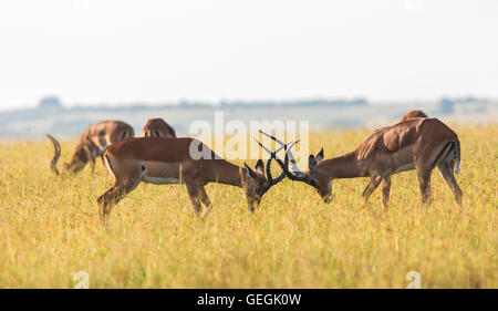 Deux combats Impalas avec tête penchée et broyage bois ensemble sur la savane dans le Masai Mara, Kenya, Afrique Banque D'Images