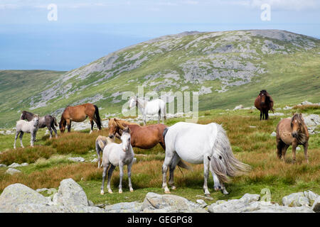 Poneys Welsh Mountain sauvages avec poulains sur des pentes d'Garnedd Gwenllian dans Carneddau montagnes de Snowdonia National Park Eryri en été. Le nord du Pays de Galles UK Banque D'Images