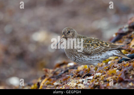Bécasseau violet - entre nourriture nourriture algues Calidris maritima Merakkasletta BI029044 Islande péninsulaire Banque D'Images