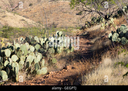 Le sentier de l'Arizona en passant par les oponces et la société. Coronado National Forest, Arizona Banque D'Images