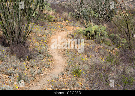 Le sentier de l'Arizona en passant par la végétation du désert de Sonoran. Las Cienegas National Conservation Area, Arizona Banque D'Images