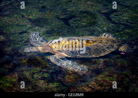 Tortue de mer verte en eau peu profonde.. Hawaï Banque D'Images