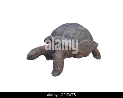 Tortue géante d'Aldabra (Aldabrachelys gigantea) isolé sur blanc. Tortue géante des Seychelles. Banque D'Images