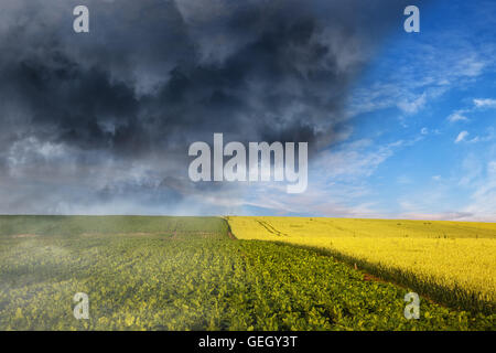 Effondrement de la météo - tempête sombre nuages sur champ de blé. Banque D'Images