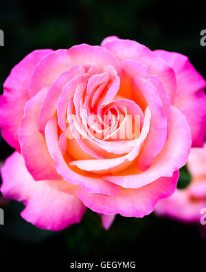 Une fleur rose rose et blanc prises dans le Jardin botanique de Belfast Rose. Banque D'Images