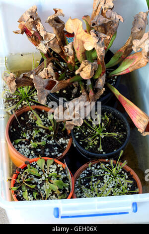 Venus Fly Trap croissante et de Drosera capensis en plastique Banque D'Images