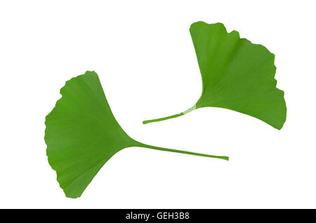 Le Ginkgo biloba feuilles isolées sur fond blanc Banque D'Images