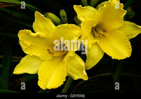 Hemerocallis hémérocalle Hémérocalle Ginko d'Or Banque D'Images