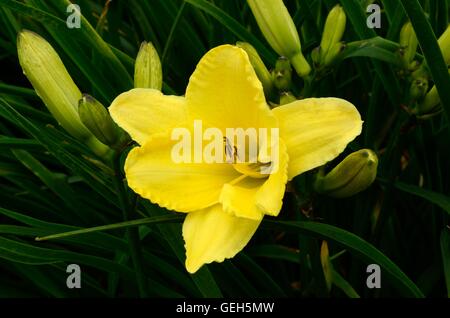 Hemerocallis hémérocalle Hémérocalle Ginko d'Or Banque D'Images