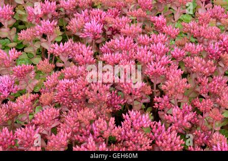 Sedum spurium des grappes de fleurs en été red star Banque D'Images