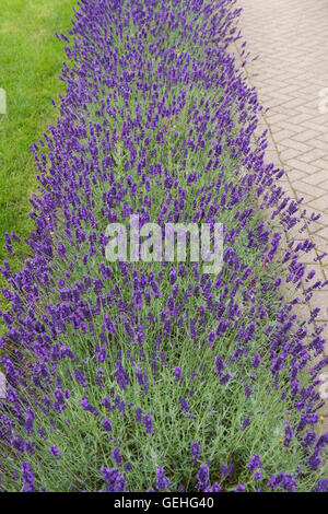 Lavandula. La lavande le long d'un chemin dans les Cotswolds, Worcestershire, Angleterre. Banque D'Images