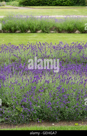 Lavandula. La lavande le long d'un chemin dans les Cotswolds, Worcestershire, Angleterre. Banque D'Images