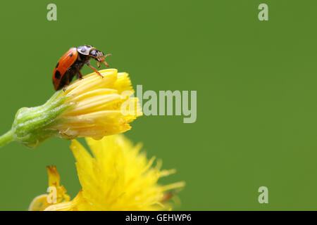 Coccinelle sur fleur jaune sur fond vert Banque D'Images
