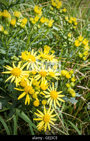 Marguerite jaune sauvage dans un pré. fleurs ouvertes, jardin, Banque D'Images