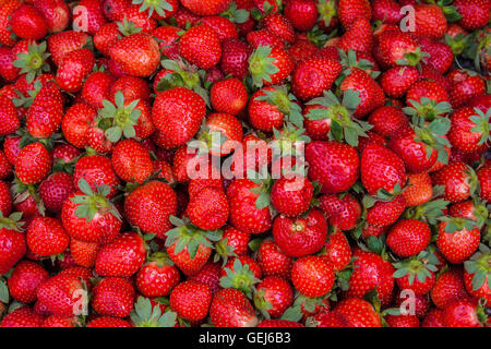 Parfait aux fraises - frais mûrs d'arrière-plan de l'alimentation de fraises fraîchement récolté. Banque D'Images