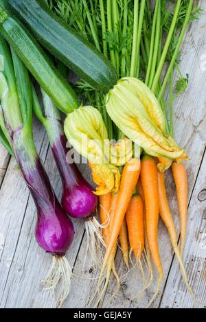 De la récolte au début de l'été, les légumes, l'oignon rouge Red Baron', 'Amsterdam carotte 3 courgettes, forçant des '9551'. Banque D'Images