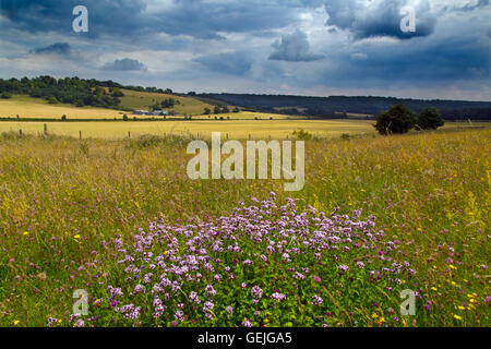 Le chemin d'accès et interurbains Ridgeway Downland Chiltern Hills Ivinghoe Bucks UK Banque D'Images