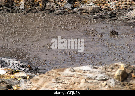 Campi Flegrei, Campanie, Italie. Volcan Solfatara. Le bubbing de boue est constituée par l'eau de pluie et la condensation de vapeur, qui mélange avec l'argile matériel type présent sur la surface du volcan cratère. La composition du gaz qui crache de la boue varie (H2S, N2O, H2O, CH4, IL). La température est d'environ 170°. Banque D'Images