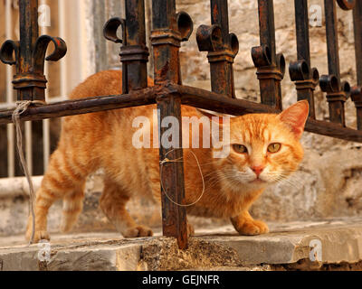 Marmelade de gingembre cat sur le site ci-dessous les garde-corps de la vieille ville de Budva Monténégro dans la lumière du soir Banque D'Images