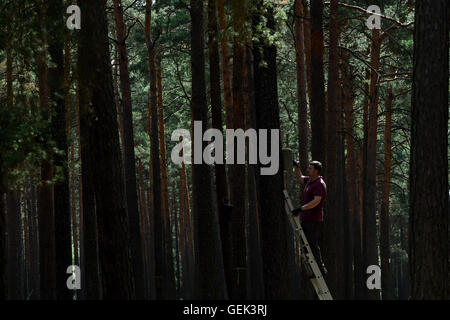 Berlin, Allemagne. 12 juillet, 2016. Un assistant vérifie une huche pour chauves-souris dans une forêt au sud de Berlin, Allemagne, 12 juillet 2016. Photo : KLAUS-DIETMAR GABBERT/dpa/Alamy Live News Banque D'Images