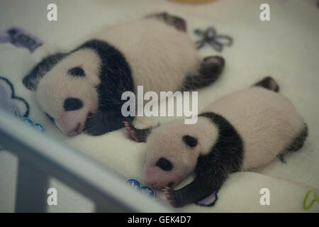 Macao. 26 juillet, 2016. Photo prise le 26 juillet 2016 affiche grand panda oursons Dabao (L) et Xiaobao dans la Région administrative spéciale de Macao, Chine du sud. La femelle panda Xinxin ici a donné naissance aux deux oursons le 26 juin. Une fête pour les deux oursons' fin de leur premier mois de vie est tenue ici mardi. Credit : Cheong Kam Ka/Xinhua/Alamy Live News Banque D'Images