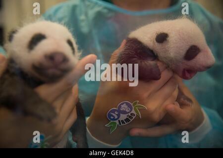 Macao. 26 juillet, 2016. Photo prise le 26 juillet 2016 affiche grand panda oursons Dabao (L) et Xiaobao dans la Région administrative spéciale de Macao, Chine du sud. La femelle panda Xinxin ici a donné naissance aux deux oursons le 26 juin. Une fête pour les deux oursons' fin de leur premier mois de vie est tenue ici mardi. Credit : Cheong Kam Ka/Xinhua/Alamy Live News Banque D'Images