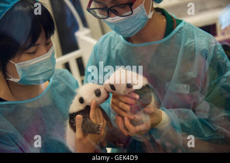 Macao. 26 juillet, 2016. Photo prise le 26 juillet 2016 affiche grand panda oursons Dabao (L) et Xiaobao dans la Région administrative spéciale de Macao, Chine du sud. La femelle panda Xinxin ici a donné naissance aux deux oursons le 26 juin. Une fête pour les deux oursons' fin de leur premier mois de vie est tenue ici mardi. Credit : Cheong Kam Ka/Xinhua/Alamy Live News Banque D'Images