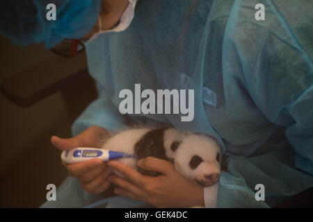 Macao, Chine. 26 juillet, 2016. Un membre du personnel prend la température pour grand panda cub Dabao dans la Région administrative spéciale de Macao, Chine du sud, le 26 juillet 2016. La femelle panda Xinxin ici a donné naissance aux deux oursons le 26 juin. Une fête pour les deux oursons' fin de leur premier mois de vie est tenue ici mardi. Credit : Cheong Kam Ka/Xinhua/Alamy Live News Banque D'Images