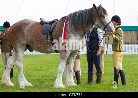 Près de Brockenhurst, Hampshire, Royaume-Uni. 26 juillet, 2016. Le premier jour de la Nouvelle Forêt & Hampshire County montrent que des milliers d'assister à l'événement qui se déroule sur trois jours. Credit : Carolyn Jenkins/Alamy Live News Banque D'Images