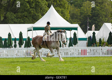 Près de Brockenhurst, Hampshire, Royaume-Uni. 26 juillet, 2016. Le premier jour de la Nouvelle Forêt & Hampshire County montrent que des milliers d'assister à l'événement qui se déroule sur trois jours. Credit : Carolyn Jenkins/Alamy Live News Banque D'Images