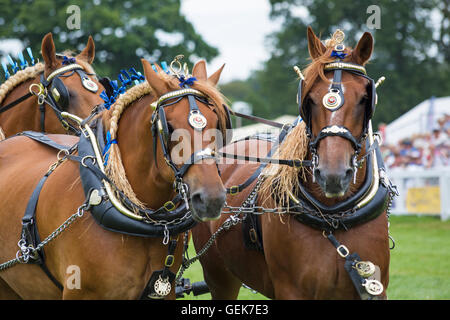 Près de Brockenhurst, Hampshire, Royaume-Uni. 26 juillet, 2016. Le premier jour de la Nouvelle Forêt & Hampshire County montrent que des milliers d'assister à l'événement qui se déroule sur trois jours. Les équipes de chevaux lourds branchements frisson la foule Crédit : Carolyn Jenkins/Alamy Live News Banque D'Images